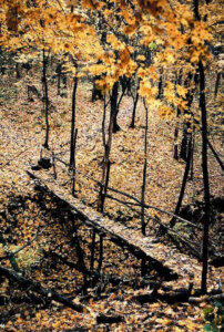 ПАЛИТРА ЭМОЦИЙ И СВЕТА